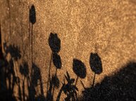 Schattenspiel im Garten mit Tulpen | © Biegert GmbH, Leingarten